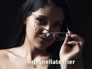 Antonellaterrier
