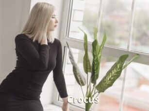 Crocus