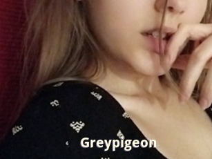 Greypigeon