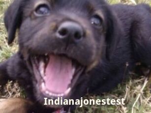 Indianajonestest