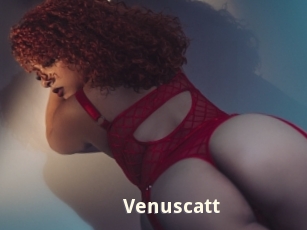 Venuscatt